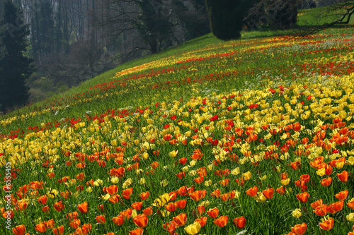 Tulpen ohne Ende