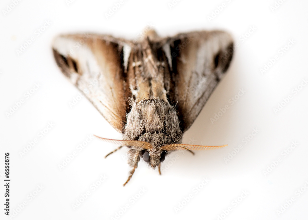 moth moth