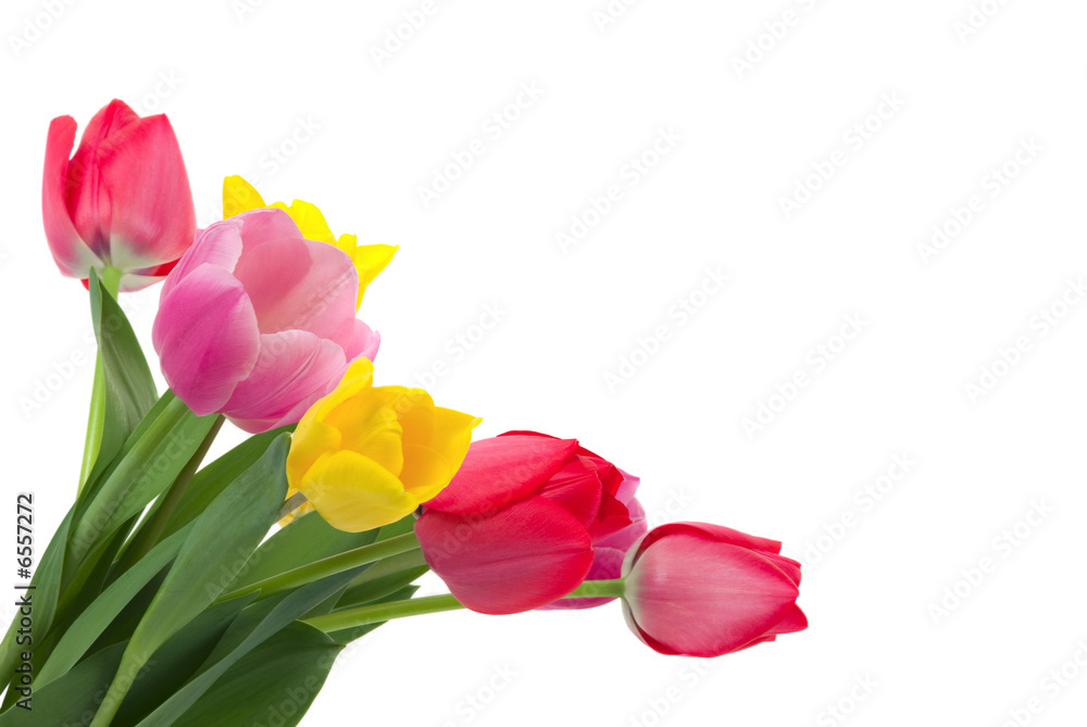 Tulips Tulips
