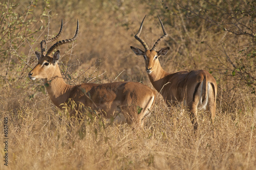Impala rams on alert in typical bushveld