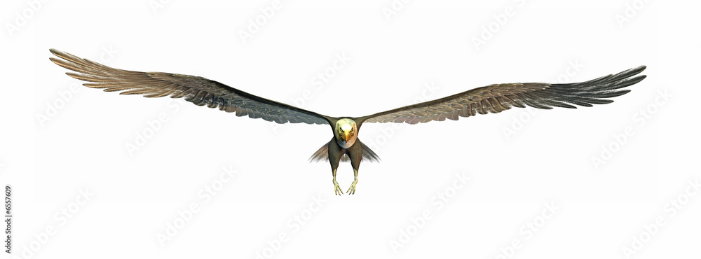 Fototapeta premium flying eagle