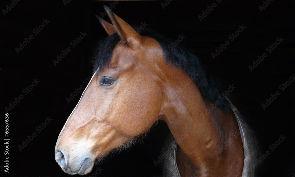 Naklejka premium cheval