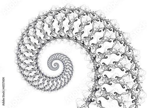 shell ornament on the white background
