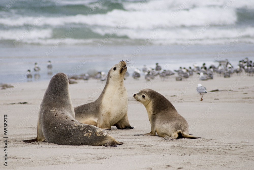 Fototapeta premium Seelöwen auf Kangaroo Island, Australien