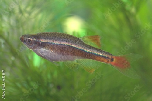 White Cloud Mountain minnow - one of the common aquarium fish