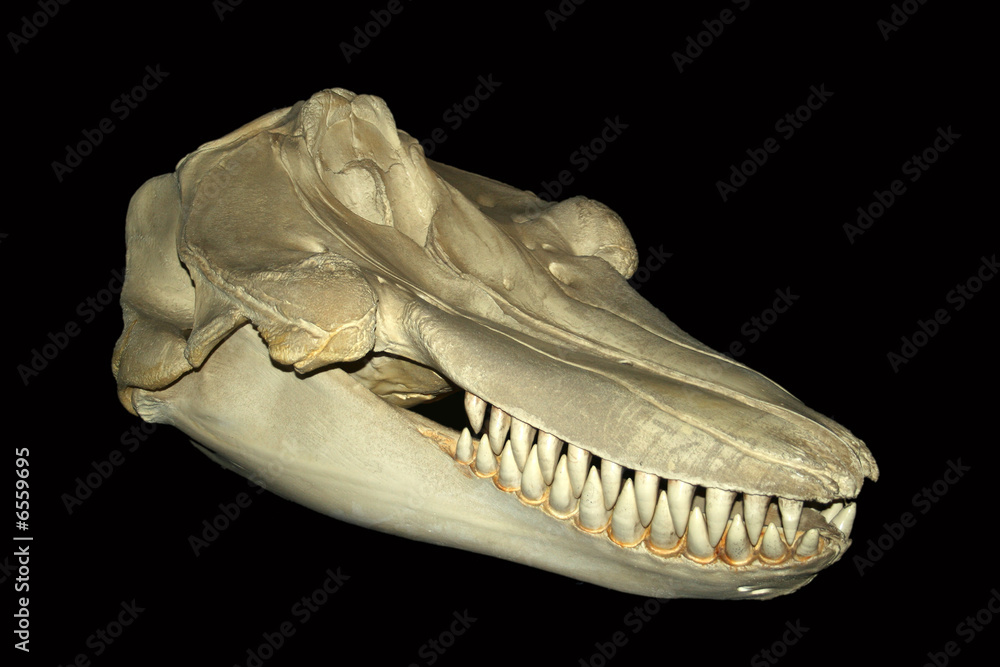 Fototapeta premium A skull of Orcinus orca, the killer whale
