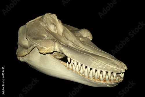 A skull of Orcinus orca, the killer whale