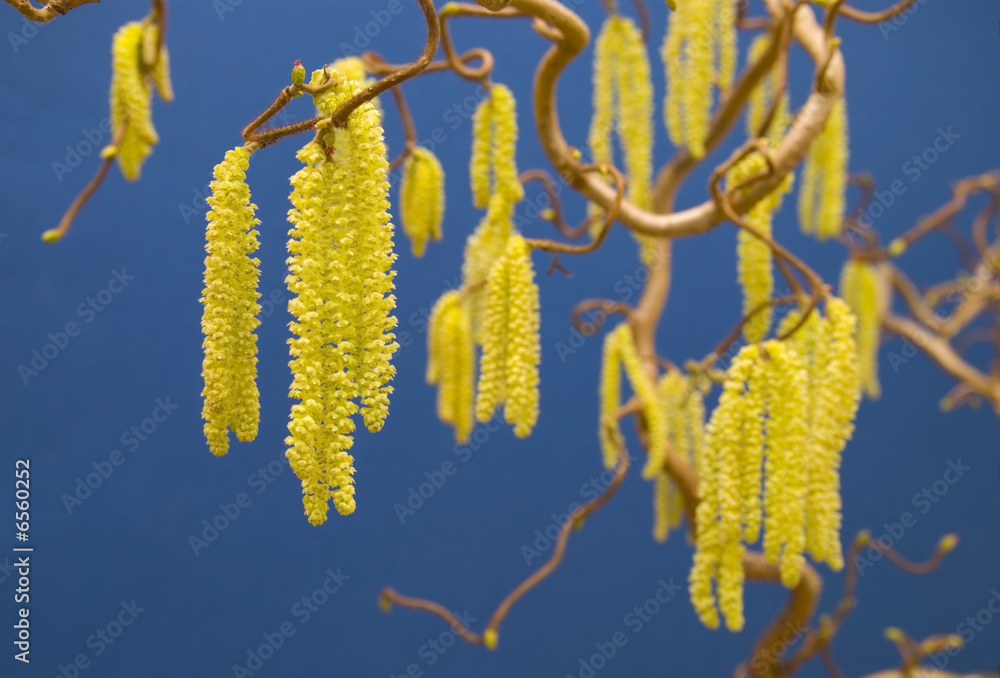 Naklejka premium Hazel Contorta Catkin Stage