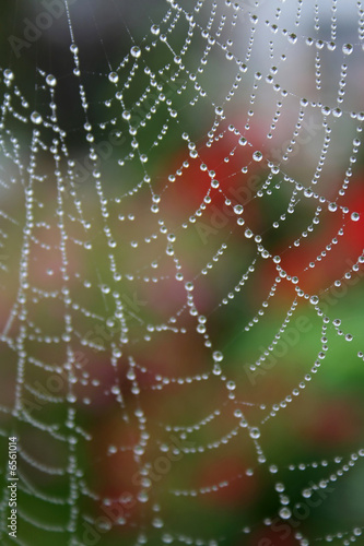 Spider web 1