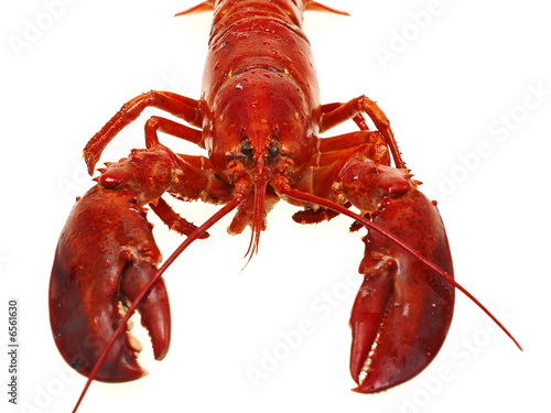 gekochten hummer