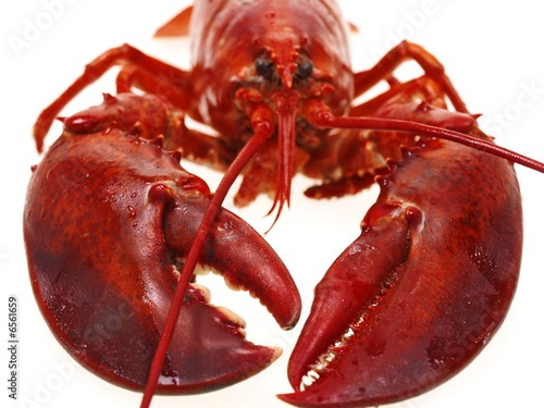 gekochten hummer