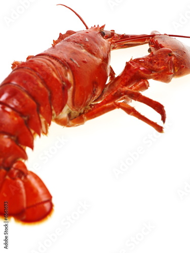 gekochten hummer