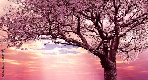 Blossoming cherry-tree