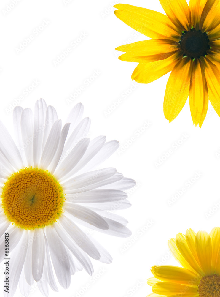 Flowers isolated on white