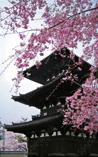 Cherry blossom and pagoda in spring, Nara, Japan