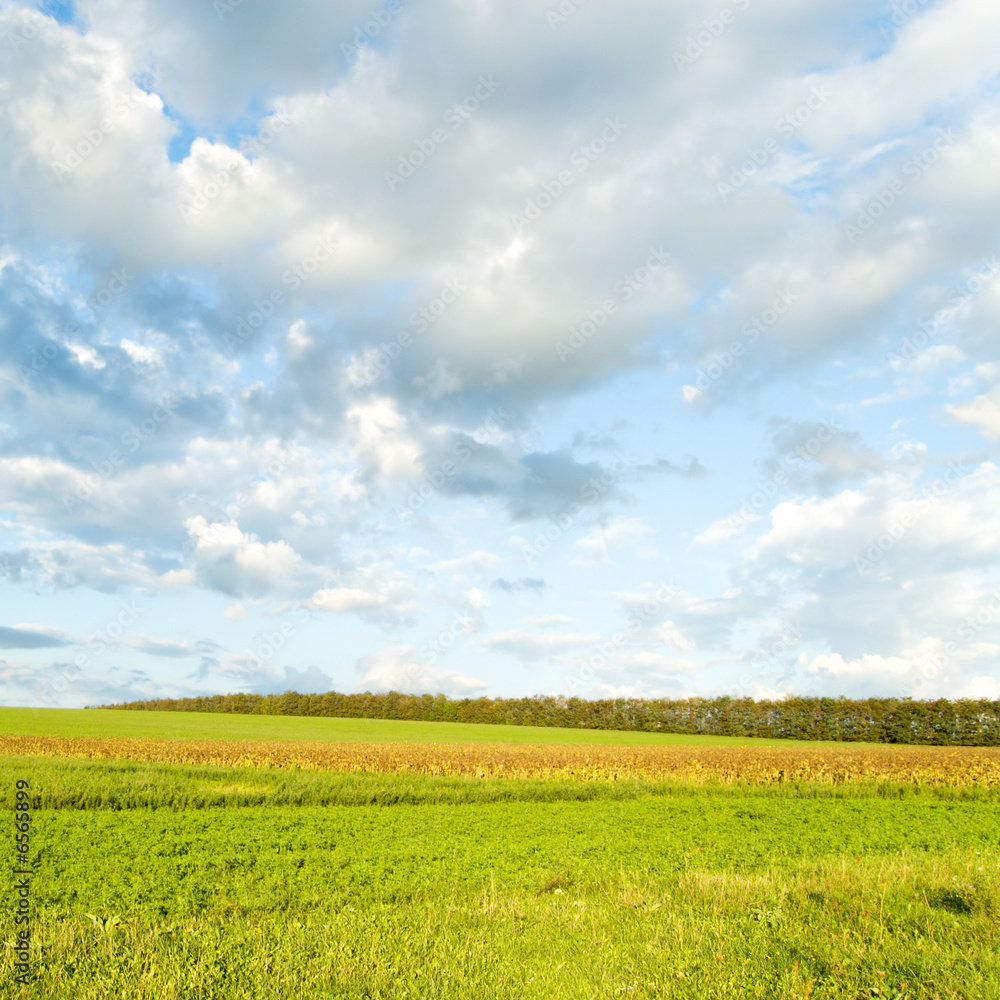 Green spring field