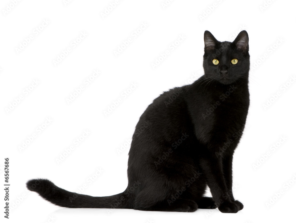 Fototapeta premium Black cat