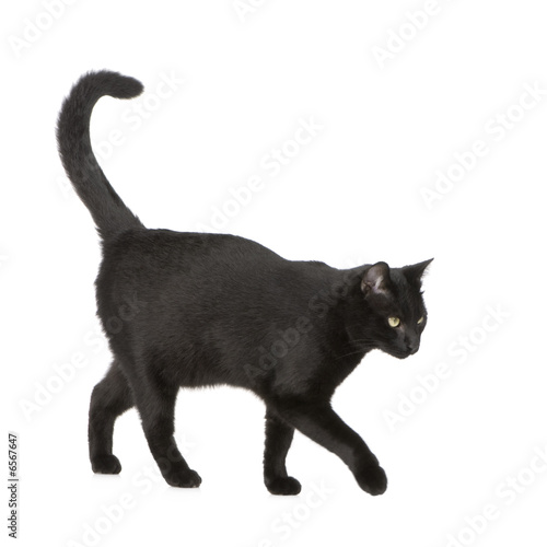 Obraz na plátně Black cat
