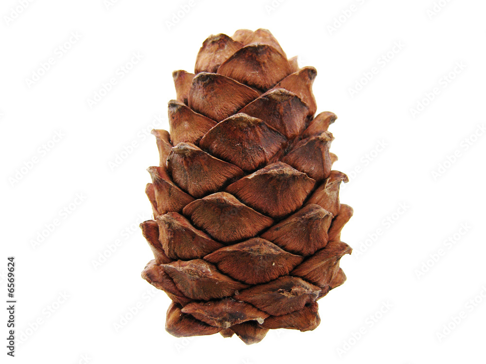 ONE pine cONE ONE pine cONE