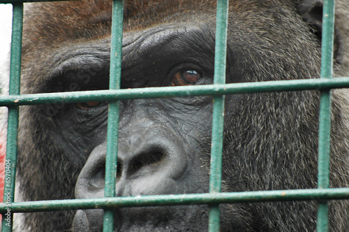 Caged Gorilla
