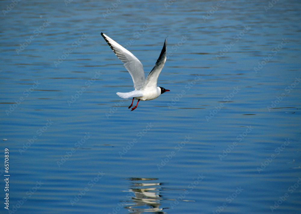 seagulls