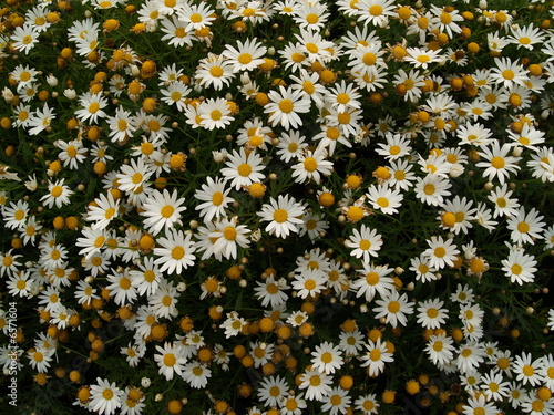 Daisy , group of