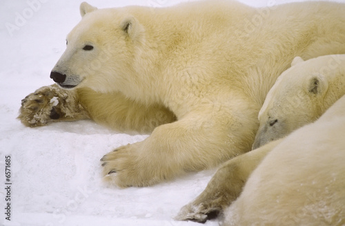 Polar bear yearling cubs