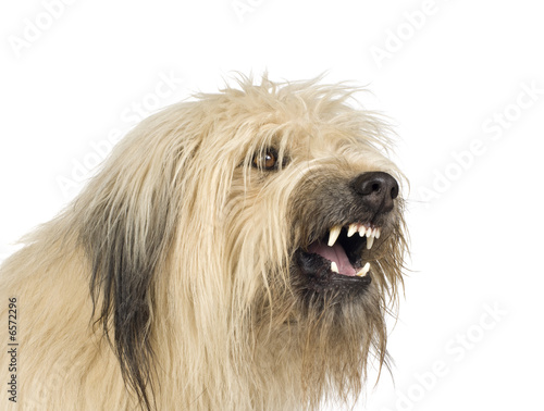 Fototapeta Naklejka Na Ścianę i Meble -  Bastard (4 years)