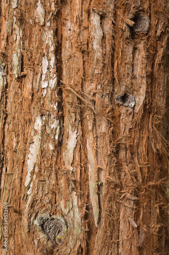 Tree Trunk