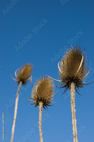 Spear Thistles against a blue sky