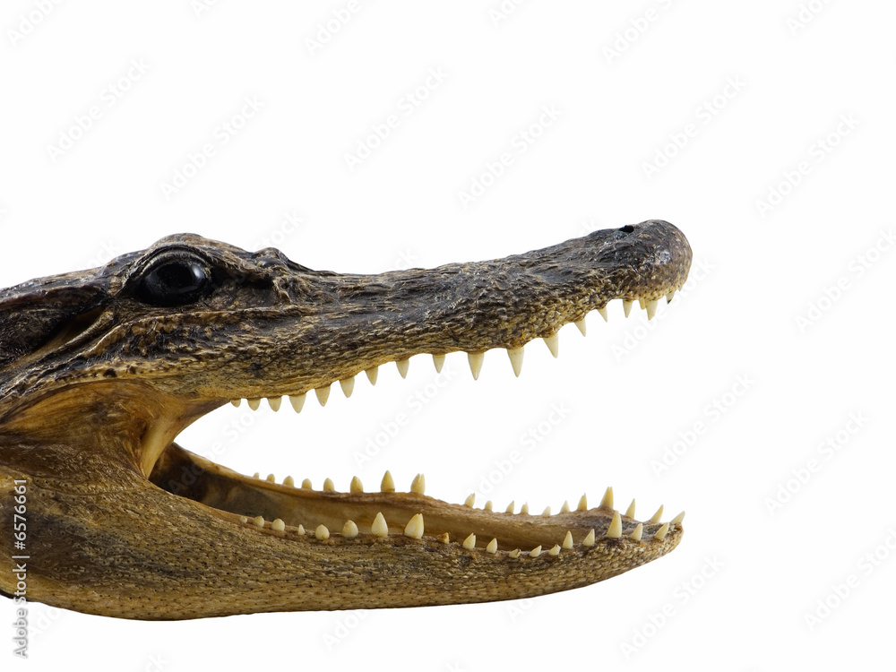 Alligator Alligator