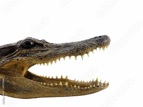 Alligator © Brent