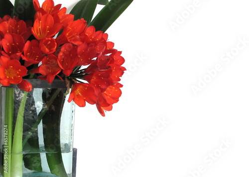vase of springtime flowers isolated
