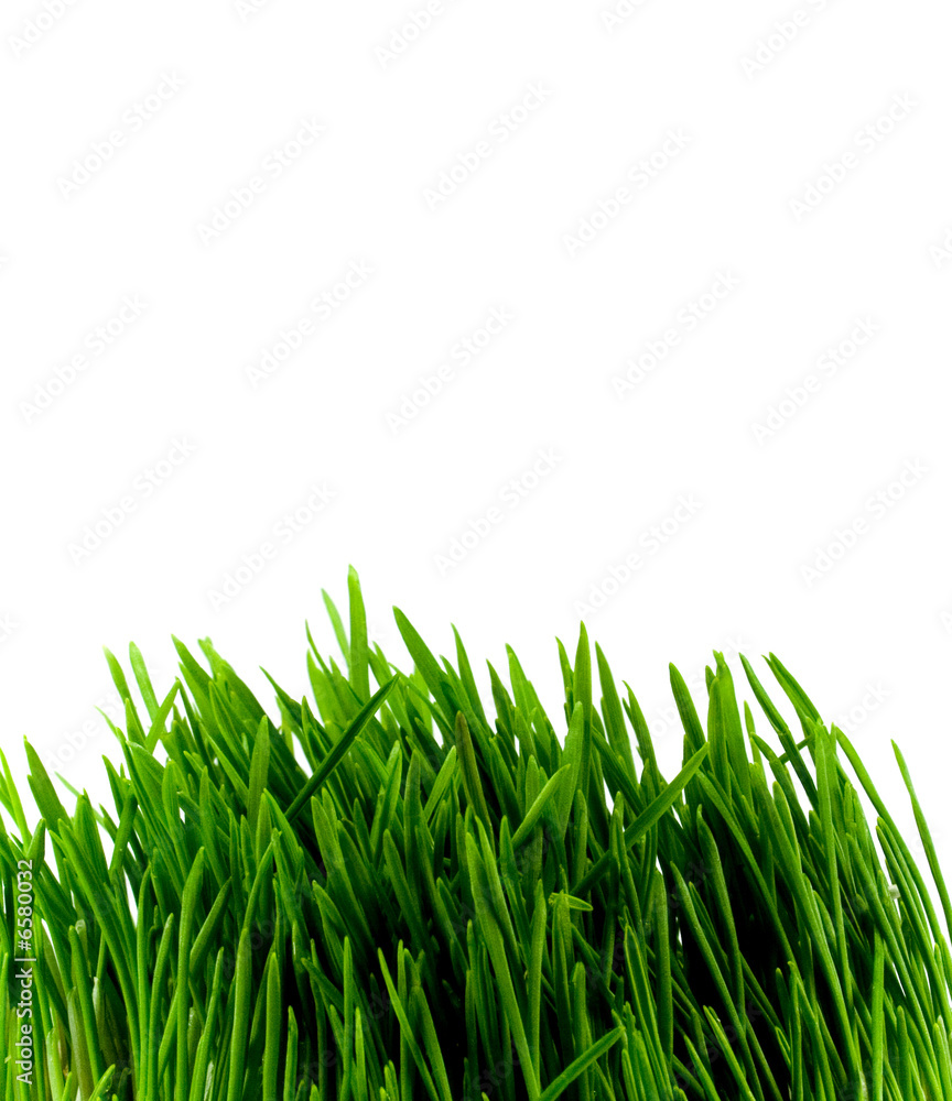 Fototapeta premium green grass