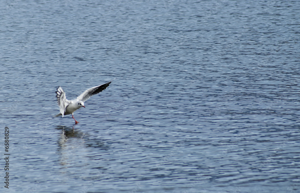 Mouette sur le lac du Bourget, Savoie, France Mouette sur le lac du Bourget, Savoie, France