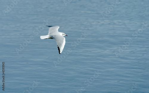 Mouette sur le lac du Bourget, Savoie, France