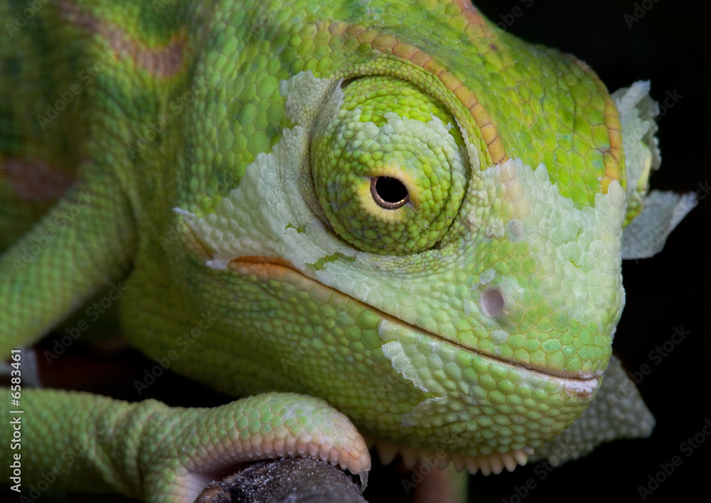 Fototapeta premium Shedding Chameleon 2