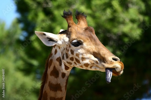langue de girafe © Stephane Bonnel