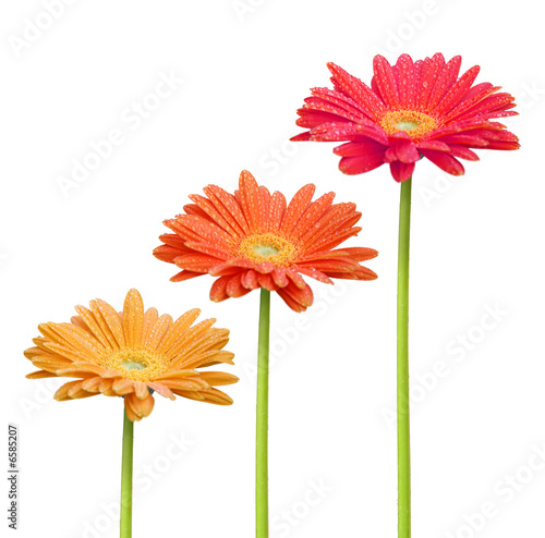 Obraz na płótnie Fleurs colorées w salonie