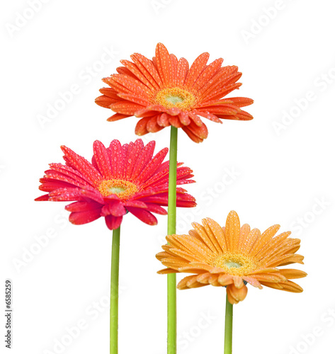 Fototapeta Naklejka Na Ścianę i Meble -  fleurs colorées