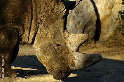 rino photo