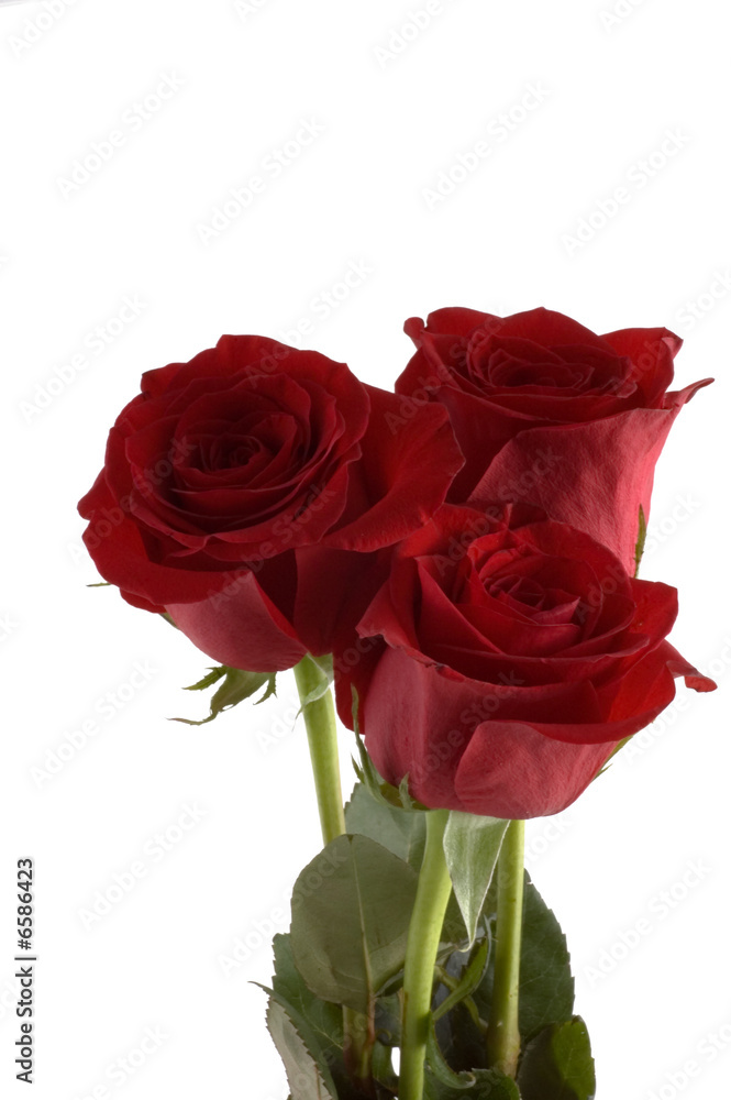 Fototapeta premium Close-up shot of a red roses
