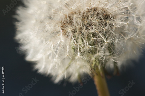 Macro Dandelion Blossom photo