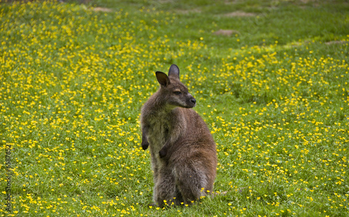 Canguro 