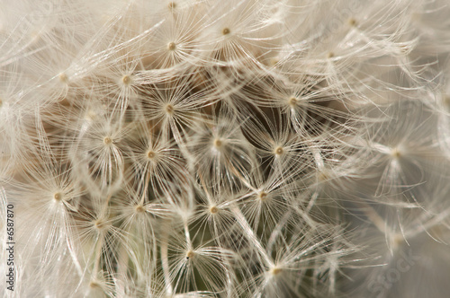 Macro Dandelion Blossom