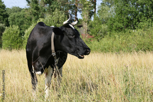 Wallpaper Mural The cow grazed on surburb of village  Torontodigital.ca