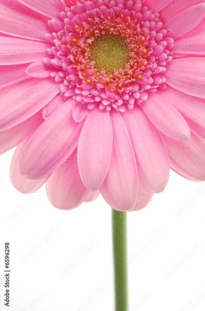 pink gerbera