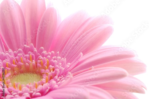 Valokuva pink gerbera
