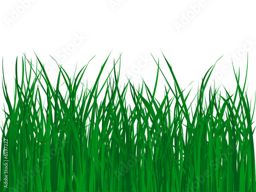 grass