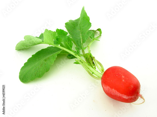 Radish photo